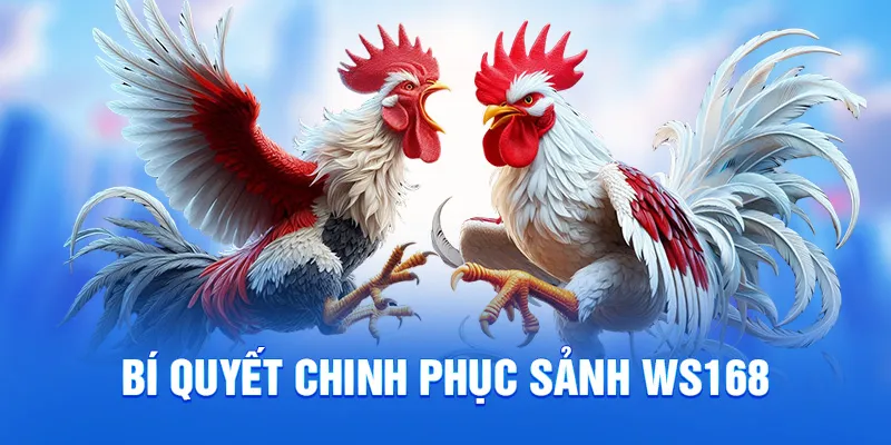 Sảnh WS168 Tại 78WIN - Chinh Phục Sảnh Đá Gà Đỉnh Cao 2025 3 Bí quyết chinh phục sảnh WS168